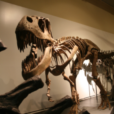 Tyrannosaurus Rex Skeleton